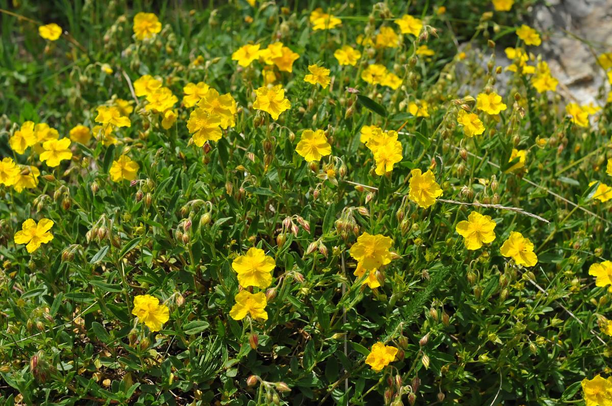 Helianthemum Nummularium North American Rock Garden Society